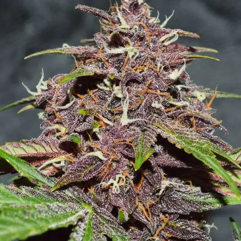 CBD Auto Blackberry Kush Dutch Passion, 3 seeds