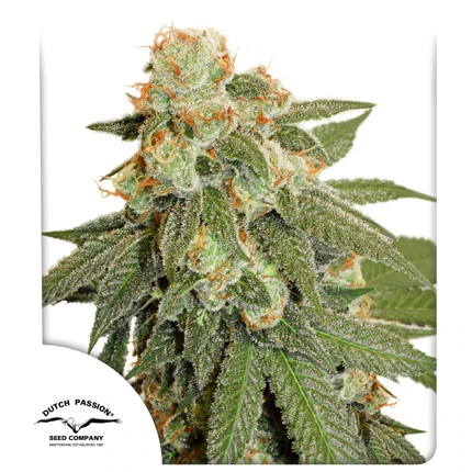 Auto Orange Bud Dutch Passion, 3 seeds