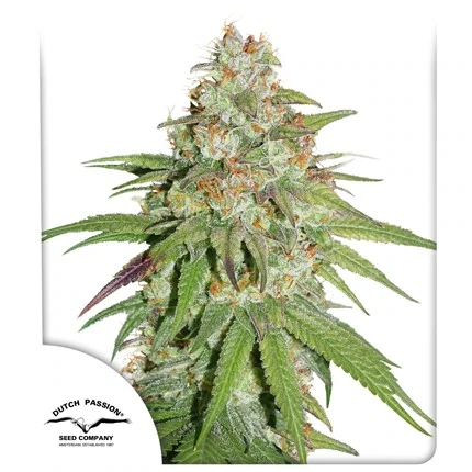 Glueberry O.G. FEM Dutch Passion, 3 seeds