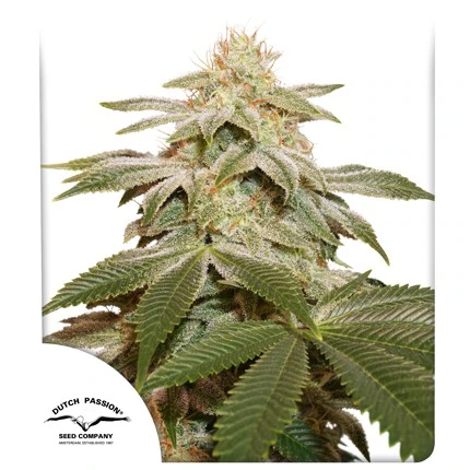 Sugar Bomb Punch FEM Dutch Passion, 3 seeds