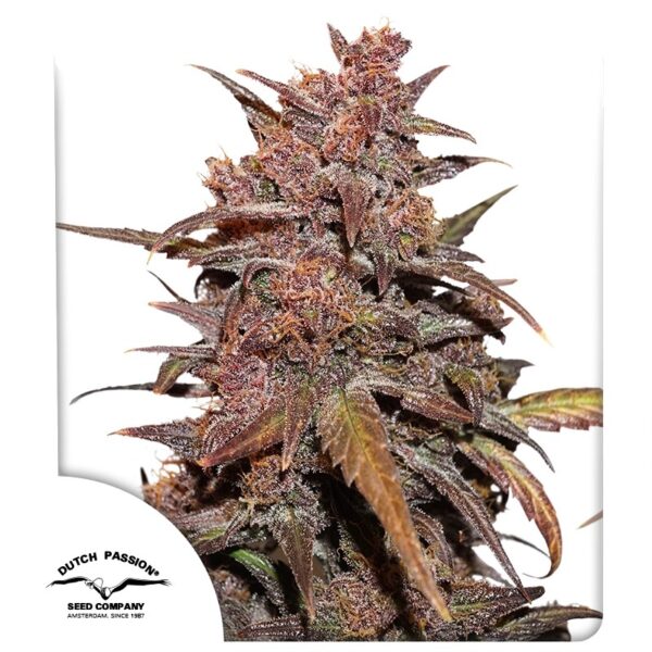 CBD Auto Blackberry Kush Dutch Passion, 3 seeds