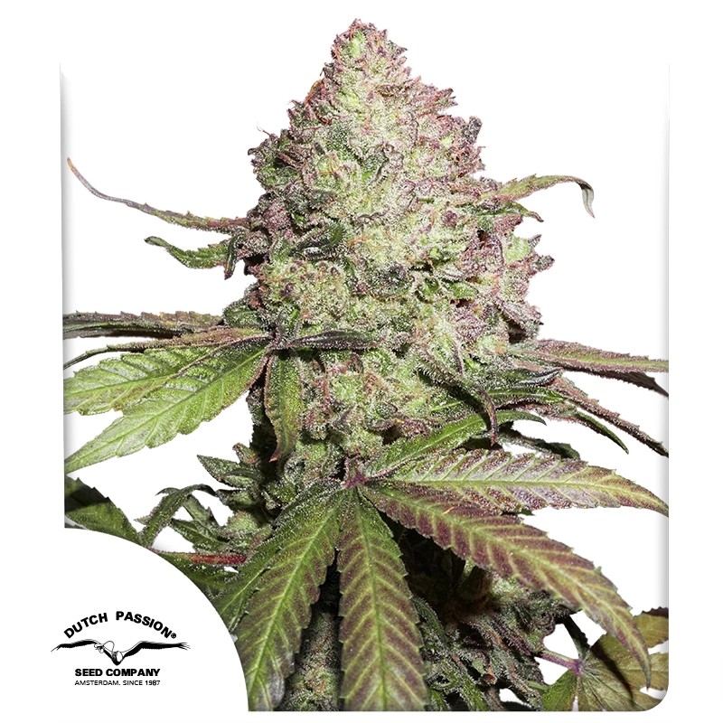 CBD Auto Charlotte’s Angel Dutch Passion seeds
