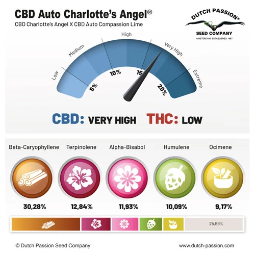 CBD Auto Charlotte’s Angel Dutch Passion seeeds
