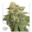 Auto Orange Bud Dutch Passion, 3 seeds